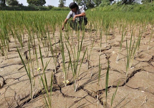 El Nino chính thức xuất hiện, hạn hán và nắng nóng thêm nghiêm trọng